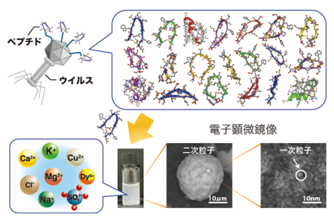 図2.およそ 1 億種類にも及ぶペプチド集団から、レアアースイオンのみを選択的に認識して粒子化（鉱物化）するペプチドを見出した。