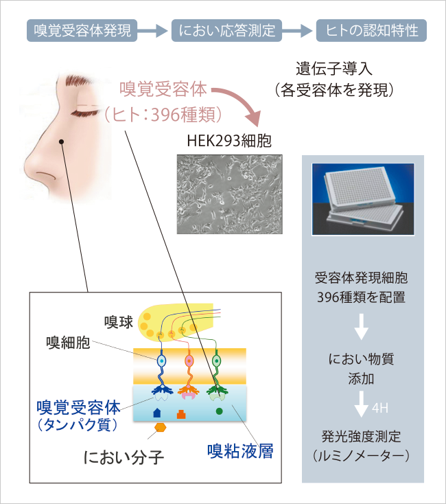 におい解析・制御 概要図