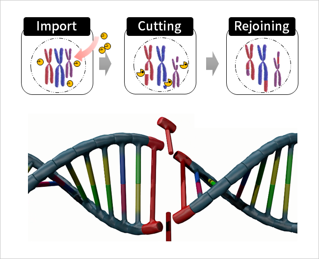 Artificial Evolution