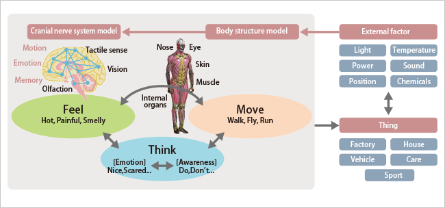 Modeling of Human Cranial Nerve System