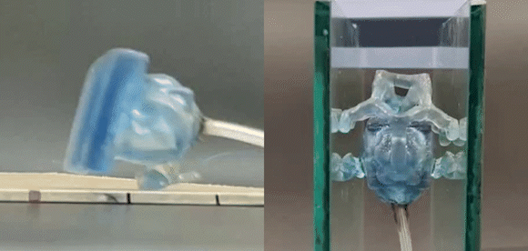 Computationally Synthesized Soft Robots Walk/Climb Like Biological Organisms