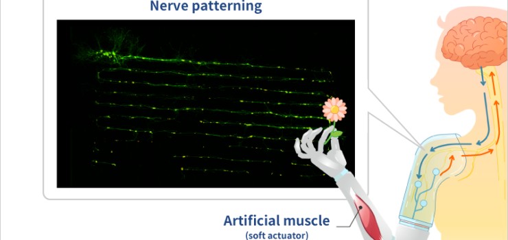 Challenging new approaches to manufacturing by leveraging biological functions