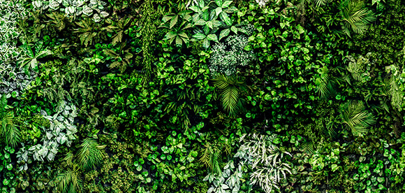 観葉植物が人に与える印象を葉の形状に基づいて分類する手法