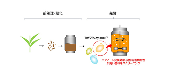 植物の非可食部から高効率でエタノールを生産する発酵プロセス ～世界トップレベルの変換効率で脱炭素社会の実現に貢献～