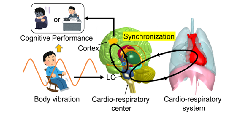 振動が脳と心拍・呼吸を通じて認知機能に与える影響を解明