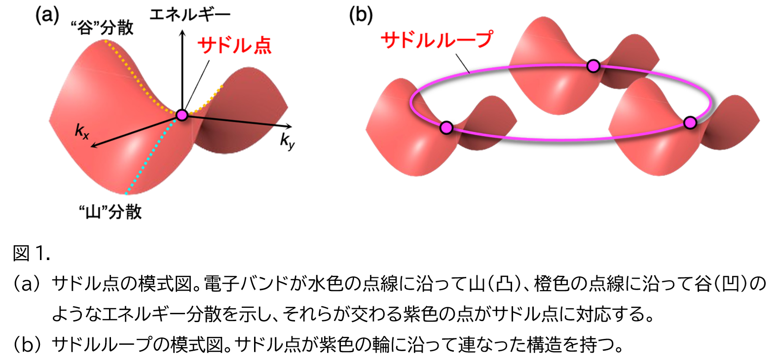 図1. 
(a)	サドル点の模式図。電子バンドが水色の点線に沿って山（凸）、橙色の点線に沿って谷（凹）のようなエネルギー分散を示し、それらが交わる紫色の点がサドル点に対応する。
(b)	サドルループの模式図。サドル点が紫色の輪に沿って連なった構造を持つ。
