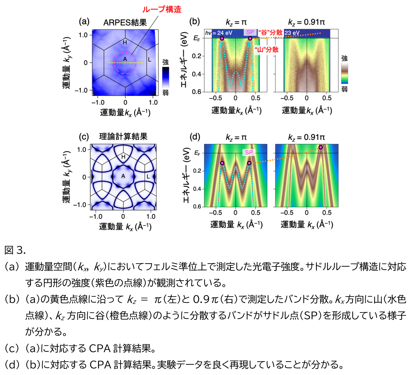 図3. (a)運動量空間（kx, ky）においてフェルミ準位上で測定した光電子強度。サドルループ構造に対応する円形の強度（紫色の点線）が観測されている。	(b)(a)の黄色点線に沿ってkz = π（左）と0.9π（右）で測定したバンド分散。kx方向に山（水色点線）、kz方向に谷（橙色点線）のように分散するバンドがサドル点（SP）を形成している様子が分かる。	(c)(a)に対応するCPA計算結果。　(d)(b)に対応するCPA計算結果。実験データを良く再現していることが分かる。