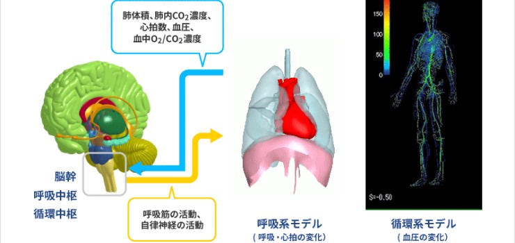 デジタルヒューマンモデル