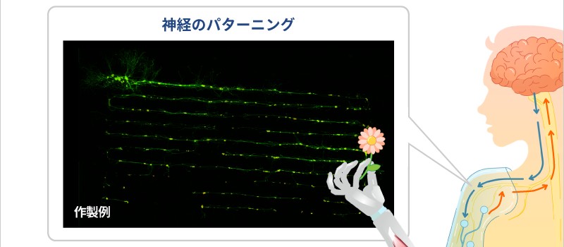 生物の機能を活かし新たなモノづくりに挑戦する