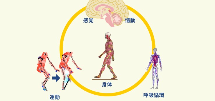 動く、感じる人体をデジタル空間に生み出す